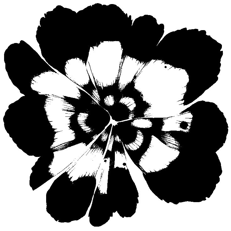ae