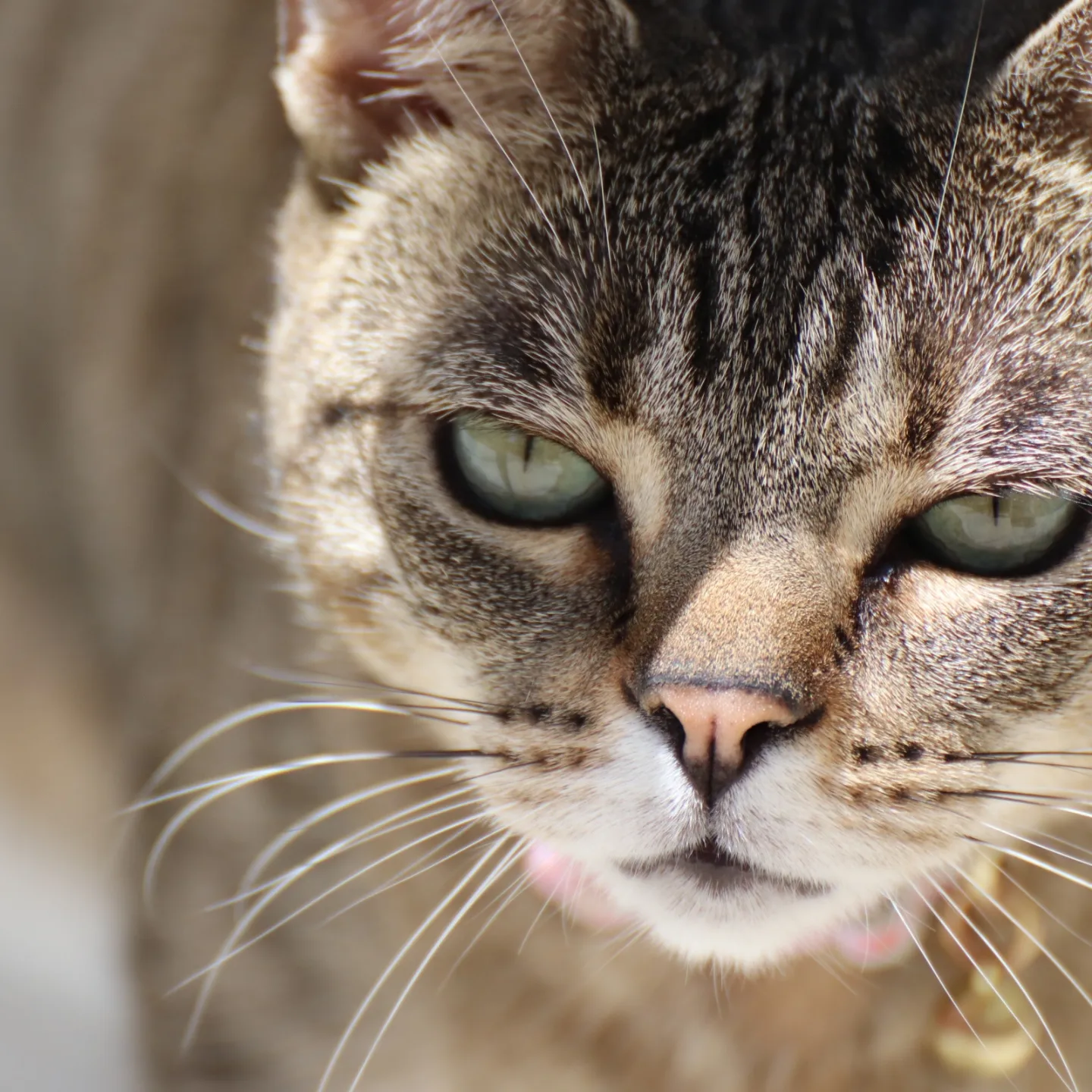 lynxbobo