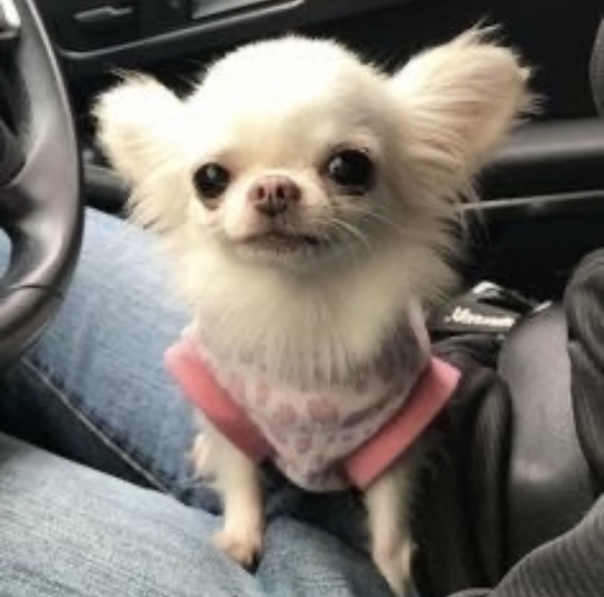 sealicyy