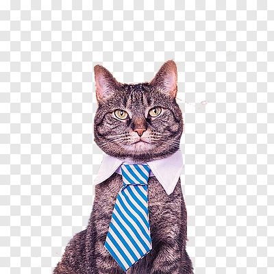 charmeow