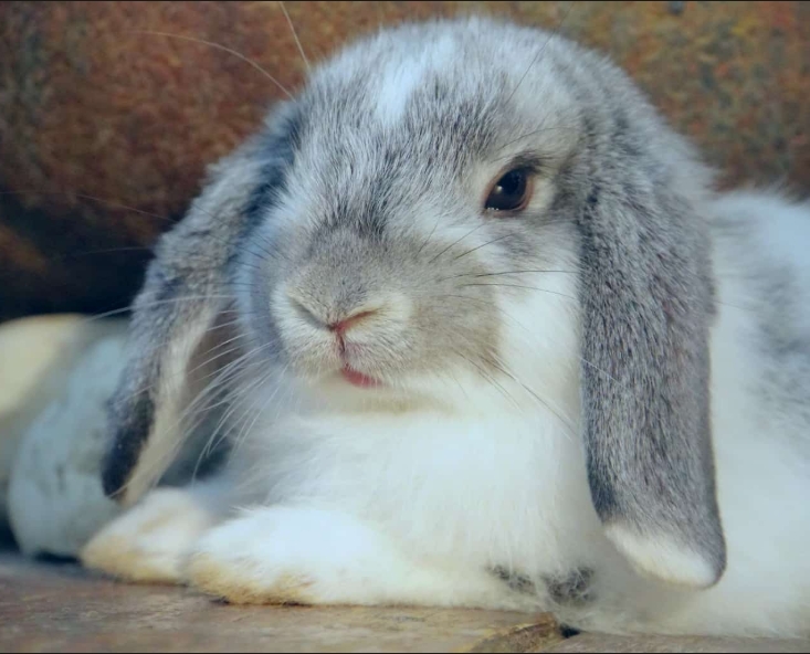 bunny_pawzz