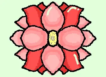poppy flower