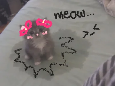 cute kitty