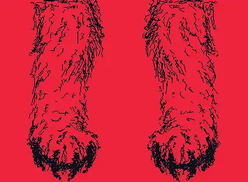 paws