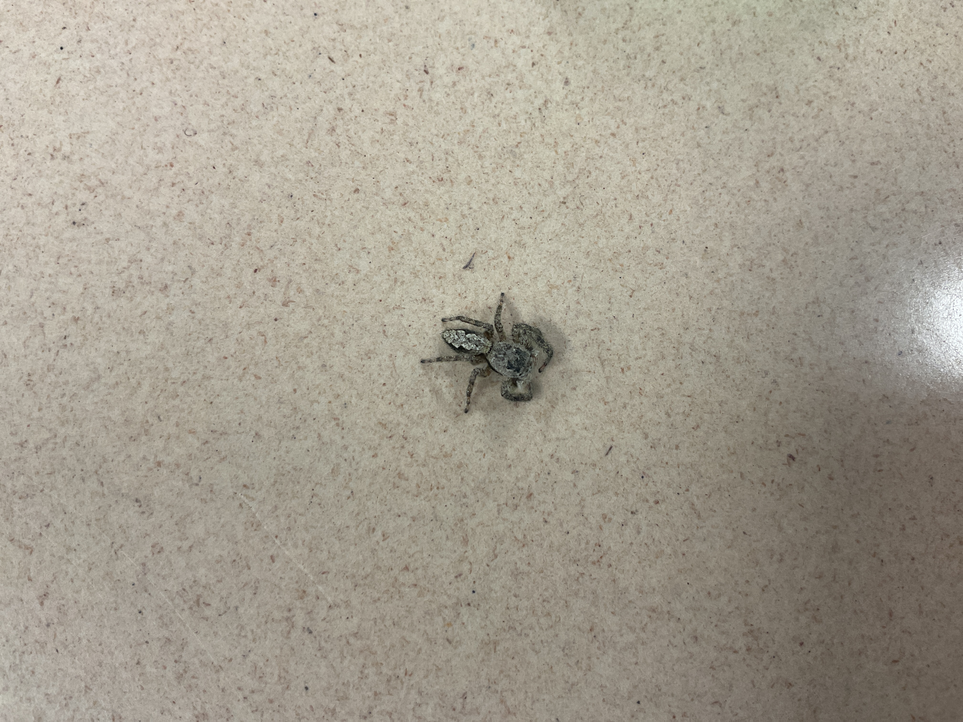 Spider