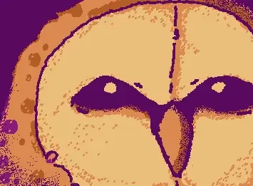 Barn Owl