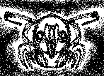 bug