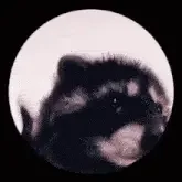 pedro