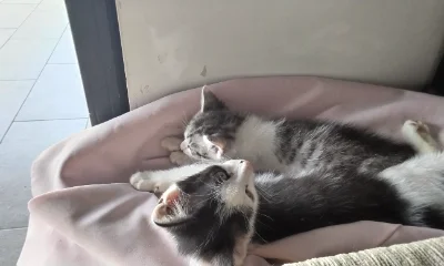 My kittys :3