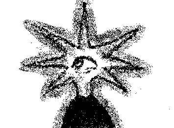 star
