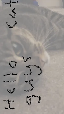 cat