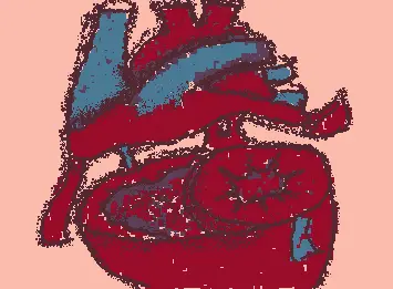 chordae tendineae