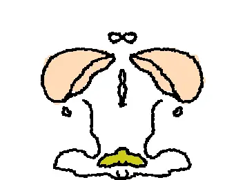 Egg