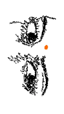 eyes ever lies