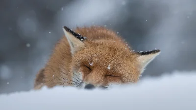 raposa