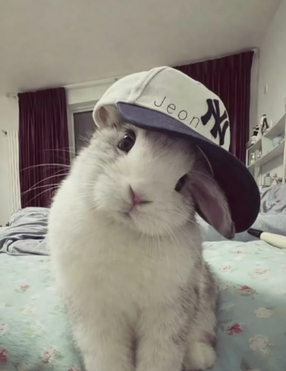 bunny