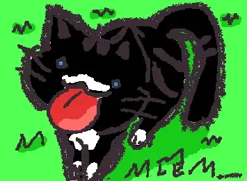 my cat