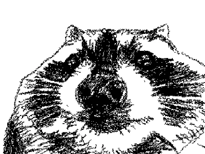 silly raccoon