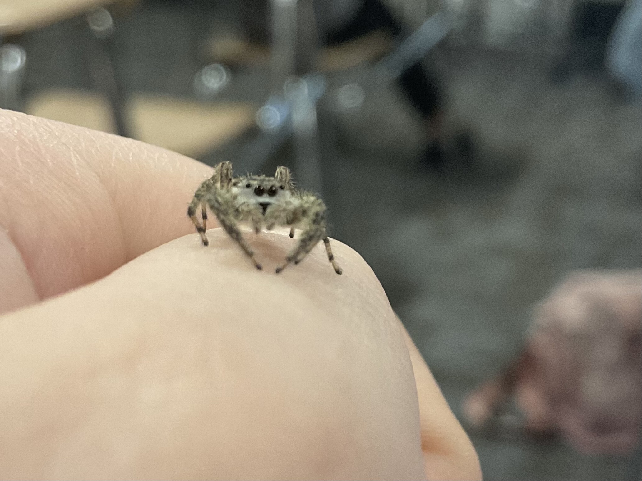 Spider🥹