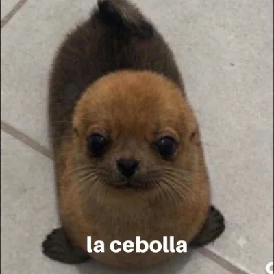 lacebolla