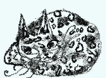 Meooooooow