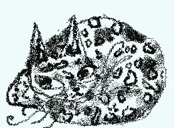 Meooooooow