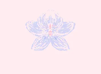 Orchid