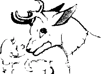 Deer