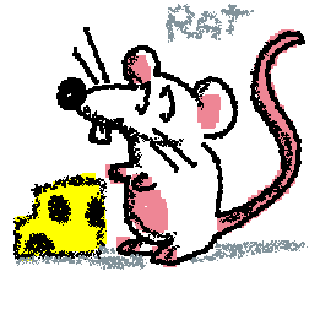 rat