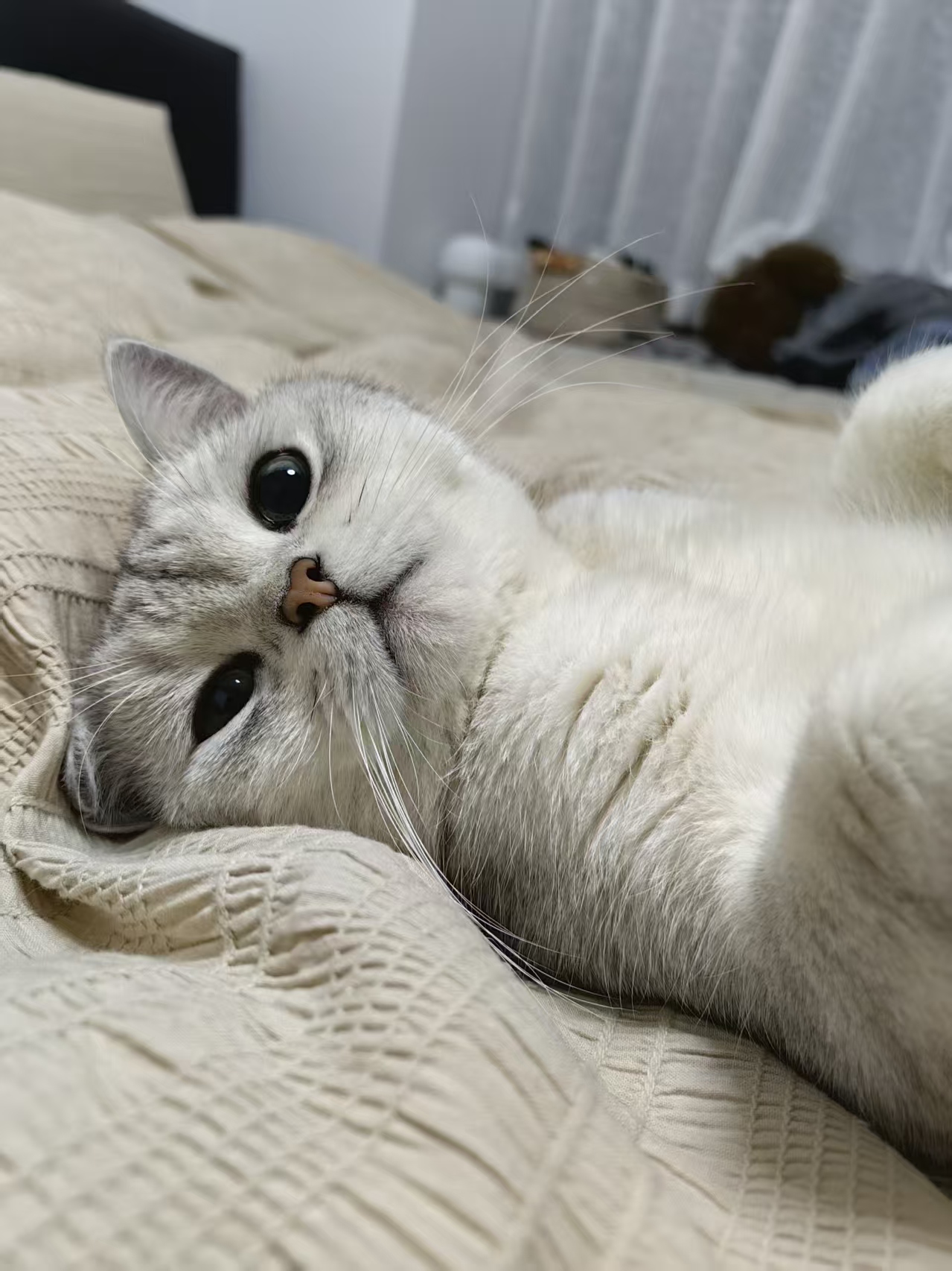 kitty