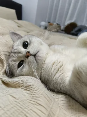 kitty