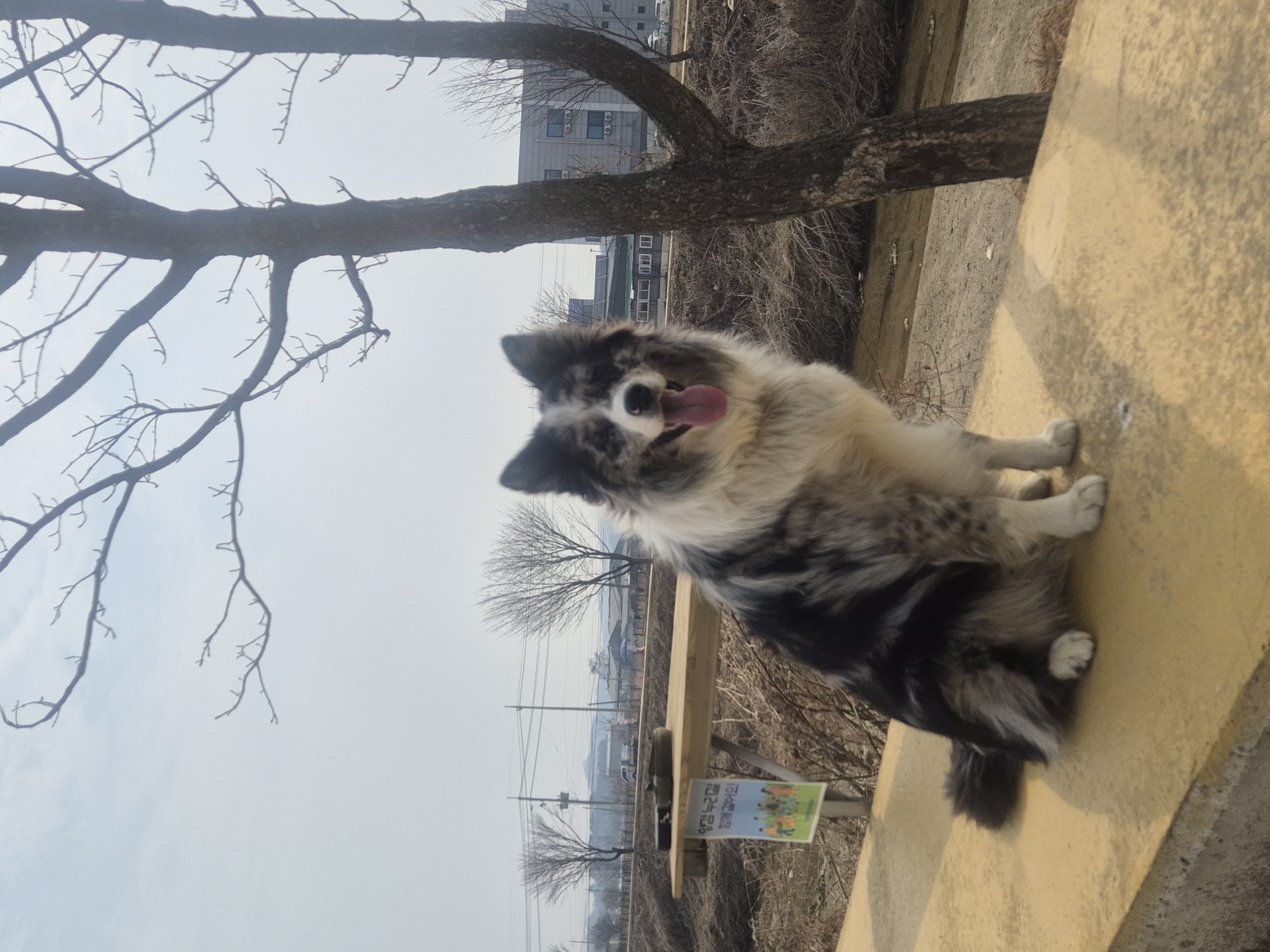 행복한 우리 레오