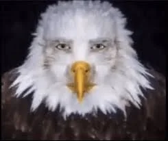 Fredom Birb