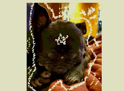my dog