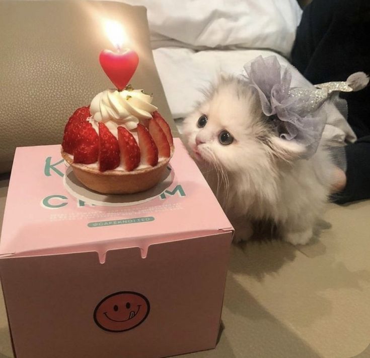 Kitten73