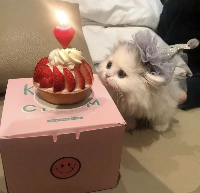 Kitten73