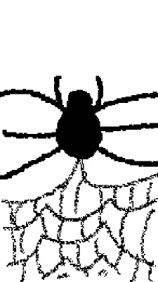 spider