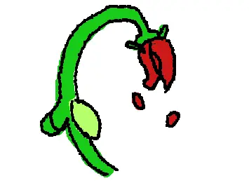 wilted rose