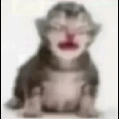 Kitten.