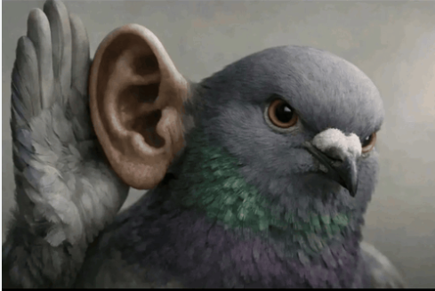 Pigeon With A Ear