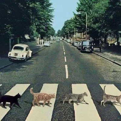 ¡¡abbey road cat's!!