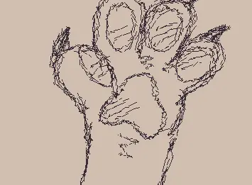 paw